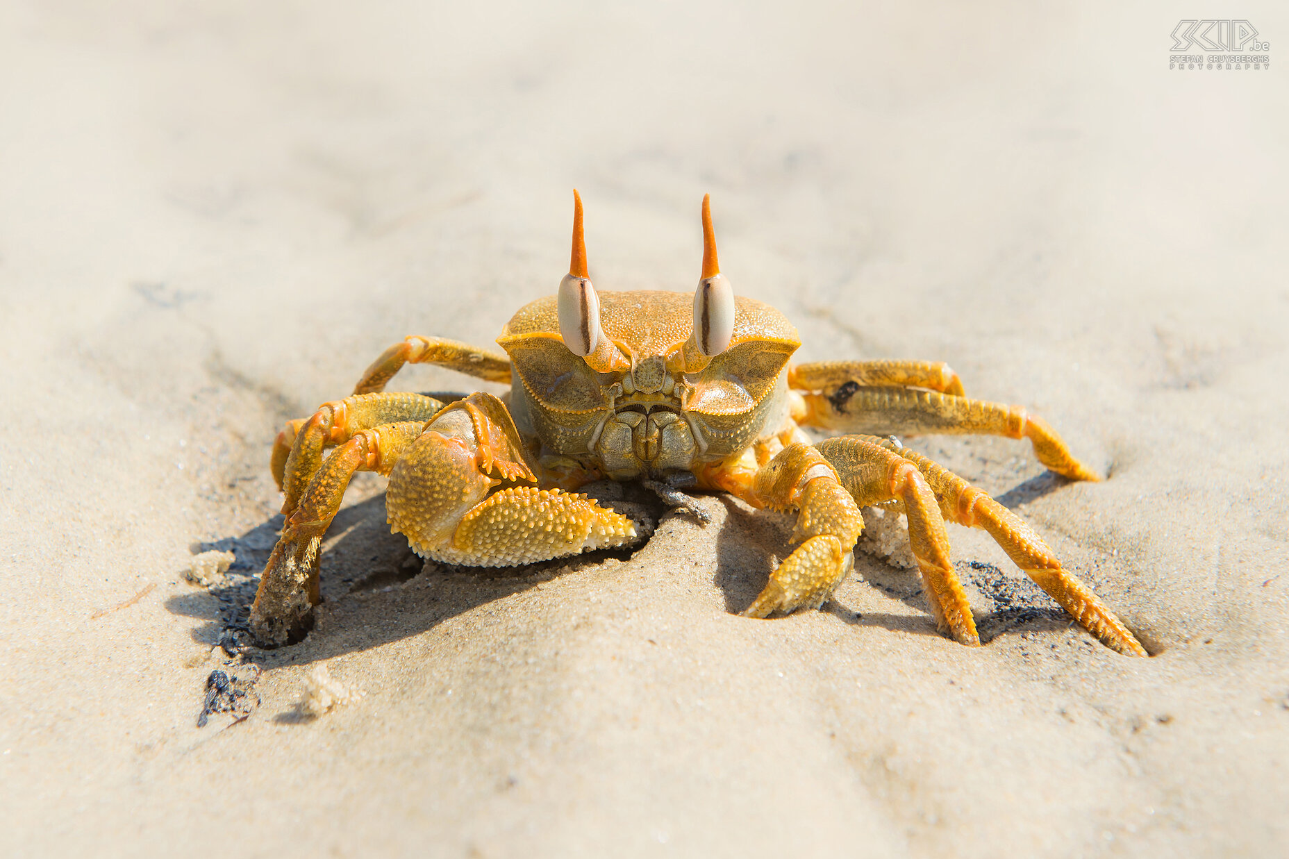 Morondava - Horned ghost crab Horned ghost crab (Ocypode ceratophthalma) at the beach of Betania near Morondava. Stefan Cruysberghs